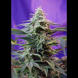 Sweet Seeds Sweet Special F1 Fast Version Feminized