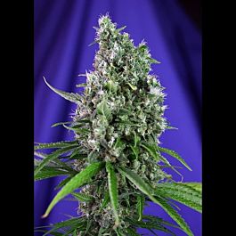 Sweet Seeds Sweet Trainwreck Auto Feminized