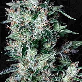 T H Seeds A-Train Regular