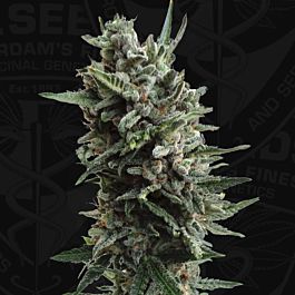 T H Seeds Automatic Critical Hog Feminized