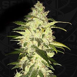 T H Seeds Chocolate Chunk Feminized