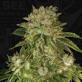 T H Seeds MK-Ultra Kush Auto Feminized