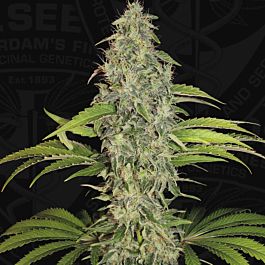 T H Seeds S.A.G.E. CBD Feminized