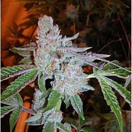 Cali Connection Tahoe OG Kush Feminized