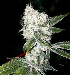 Apothecary Genetics Tahoe OG Regular