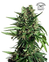 Dutch Passion Taiga #2 Autoflowering Feminised