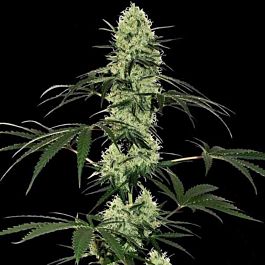 Barneys Farm Tangerine Dream Auto Feminised