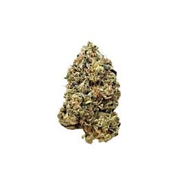 Amsterdam Genetics Tangerine G13 Feminized