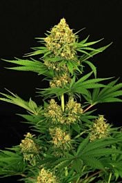 Exotic Seed Tangerine Kush Regular