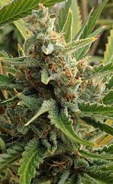 Rare Dankness Seeds Tangerine Kush Regular