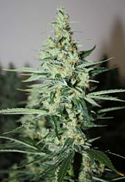 Rare Dankness Seeds Tangerine Trainwreck Haze Regular