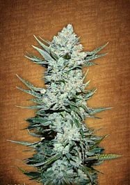 FastBuds Seeds Tangie&#8217;matic Auto Feminized