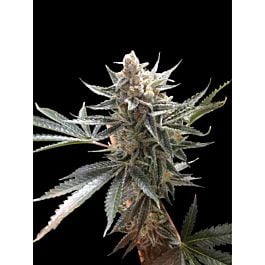 Reserva Privada Tangie Regular