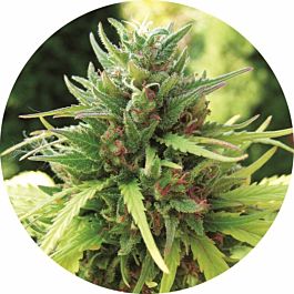 Top Tao Seeds Taomatic Auto Regular