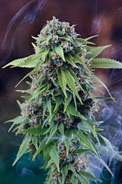 Homegrown Natural Wonders Tardis Regular Cannabis