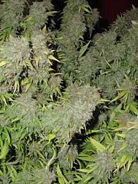 Seedism Seedbank Taste Bud Regular
