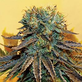 TAYLORD GENETICS Dream Catcher Feminized