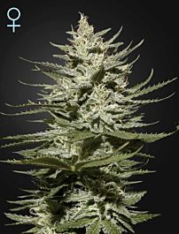 Green House Company The Church CBD Feminized Seeds 