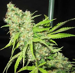 Ultra Genetics Seed Company Tec 9 Regular