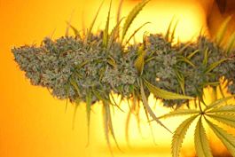 Bodhi Seeds Heaven Mountain Regular