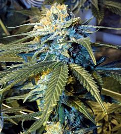 Gage Green Seeds Transformer Regular