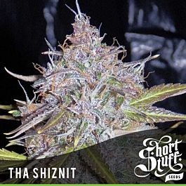 Short Stuff Seeds Tha Shiznit Auto Feminized
