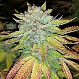 Karma Genetics Tha Melon Regular Cannabis Seeds (Terp Line)