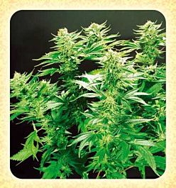 De Sjamaan Seeds Thai Widow Regular