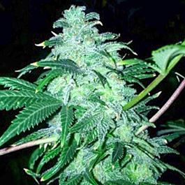 Cali Connection 22 Feminized