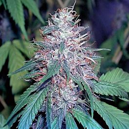Cali Connection Grape Kush Feminized