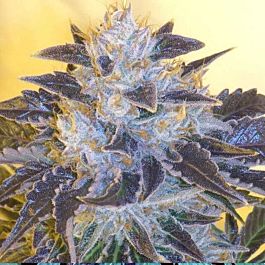 Cali Connection Grape OG Feminized