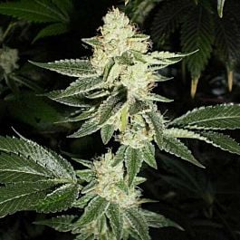 Cali Connection Louis XIII OG Feminized