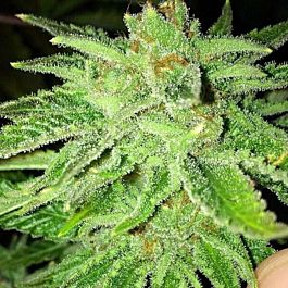 Cali Connection Strawberry OG Feminized