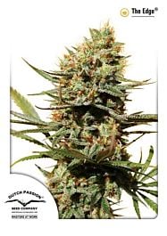 Dutch Passion The Edge Feminized Seeds 