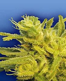 Flying Dutchmen The Original Haze Regular