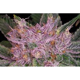 Jordan Of The Islands The Purp Regular