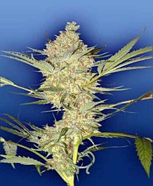 Flying Dutchmen The Real McCoy Regular