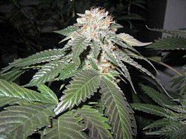 Cali Connection Julius Caesar Feminized