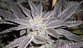 Cali Connection LA Affie Feminized