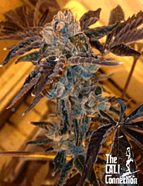 Cali Connection LA Cookies Feminized