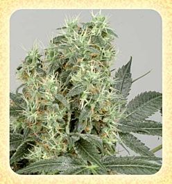De Sjamaan Seeds The Magician Feminized