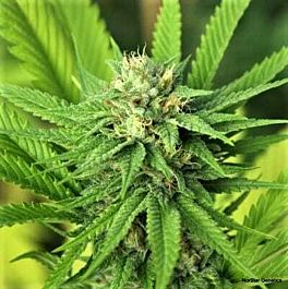 Norstar Genetics The Mission Regular
