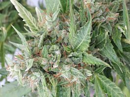 Joint Doctor - Lowryder Seeds Ogre Autoflowering Feminised