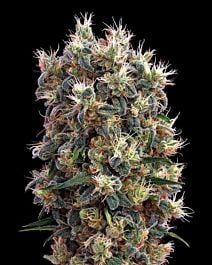 Green House Company The Church Feminised Seeds 