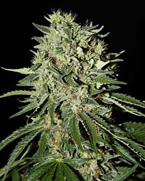 Green House Company The Doctor Feminised Seeds 