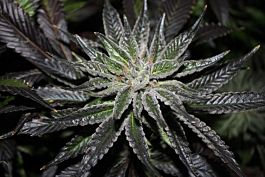Rare Dankness Seeds The Ox Regular