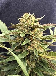 CBD Crew CBD Therapy Feminized