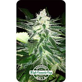 Dispensario Seeds Queen Widow Feminized