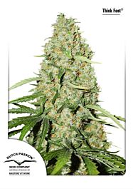 Dutch Passion Think Fast Feminized