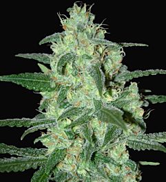 SAMSARA Thunder Bloody Mary Auto Feminized